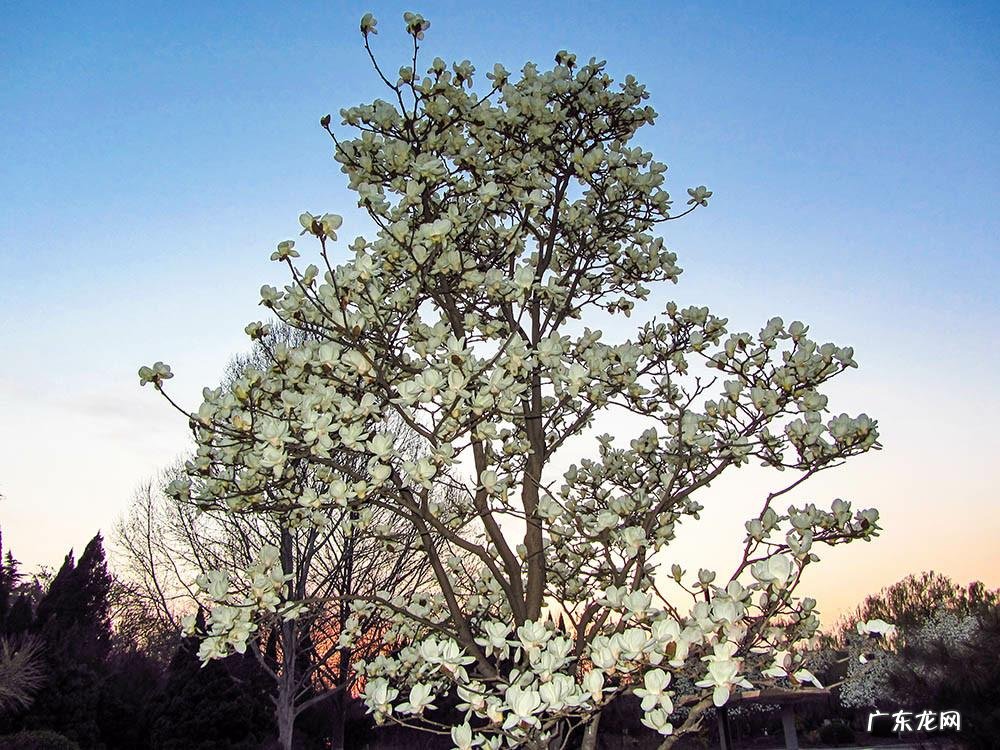 家里种国槐树风水好吗 国槐栽宅有何风水之说吗