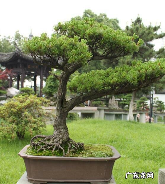 家里种国槐树风水好吗 国槐栽宅有何风水之说吗