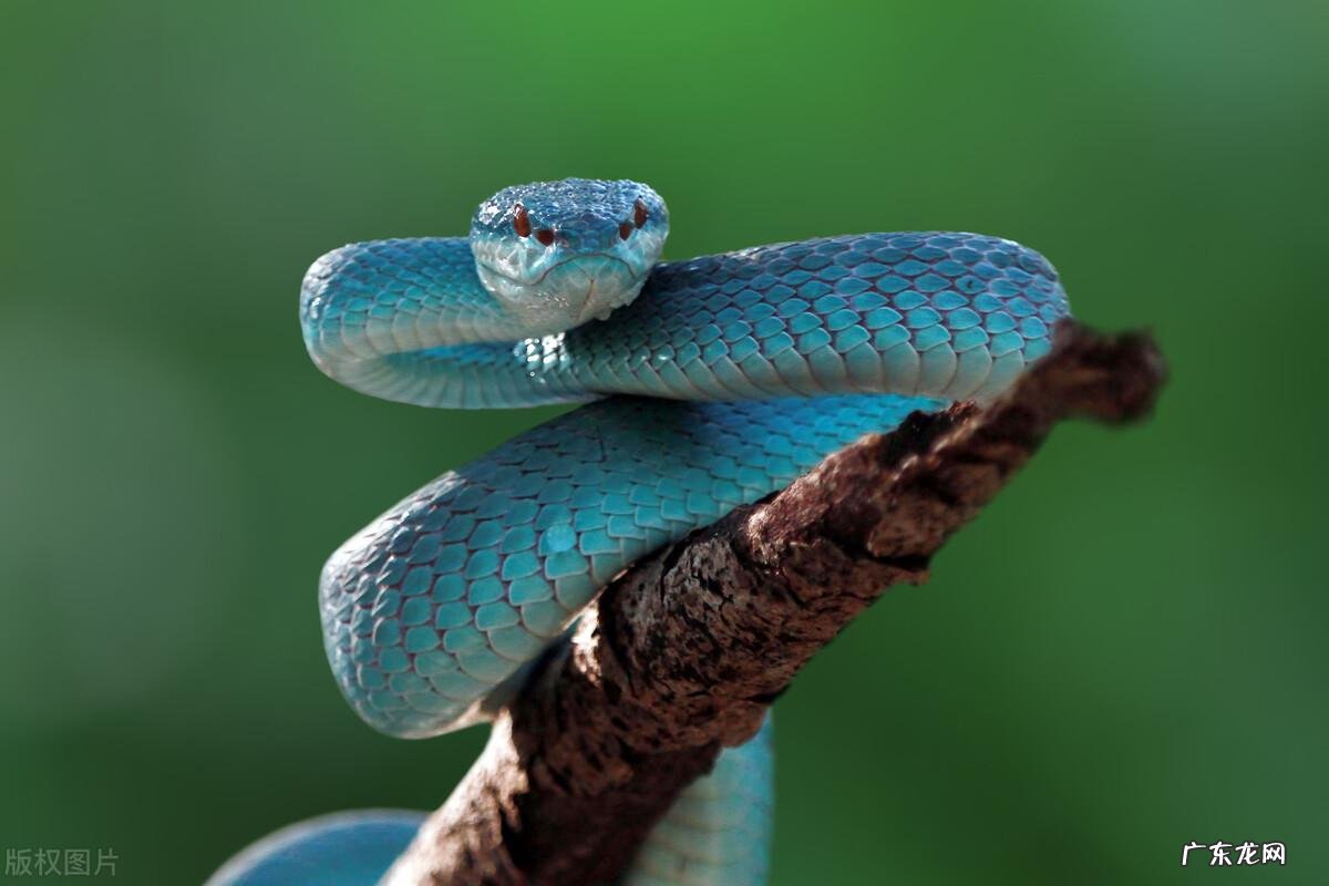 风水家蛇能打死吗图片