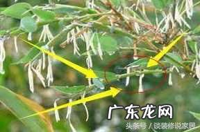 一字朝山好不好 风水中的高一寸为山