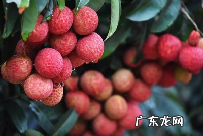 荔枝吃多了有甚么 荔枝吃多了有什么危害
