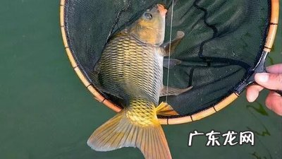 夏天钓鲤鱼用甚么 夏天钓鲤鱼用什么饵料最好