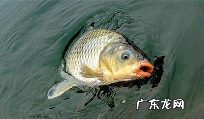 夏天钓鲤鱼用甚么 夏天钓鲤鱼用什么饵料最好