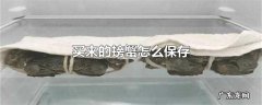 买来的螃蟹怎么保存