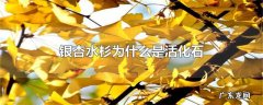 银杏水杉为什么是活化石