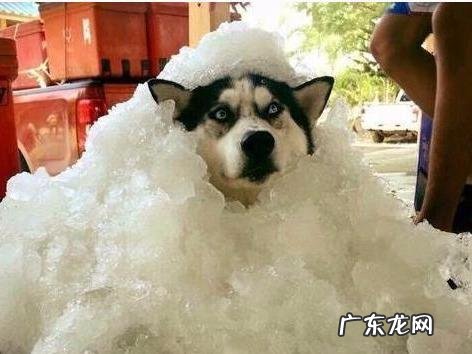 雄性狗狗做绝育的 雄性狗狗做绝育的利弊