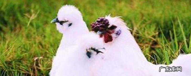 丝羽乌骨鸡养殖技术,以及养殖前景