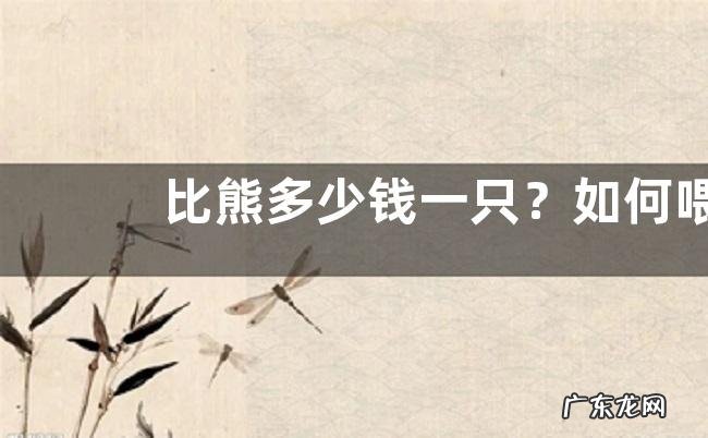 比熊多少钱一只？如何喂养？如何挑选