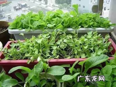 高温天气合适种什 高温天气适合种什么菜