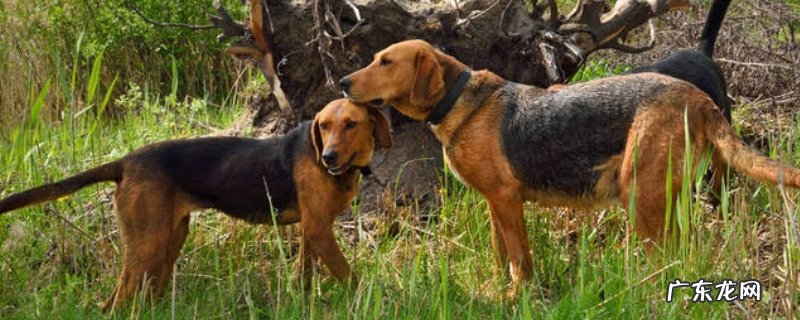 比格犬适合家养吗,多少钱一只?如何训练