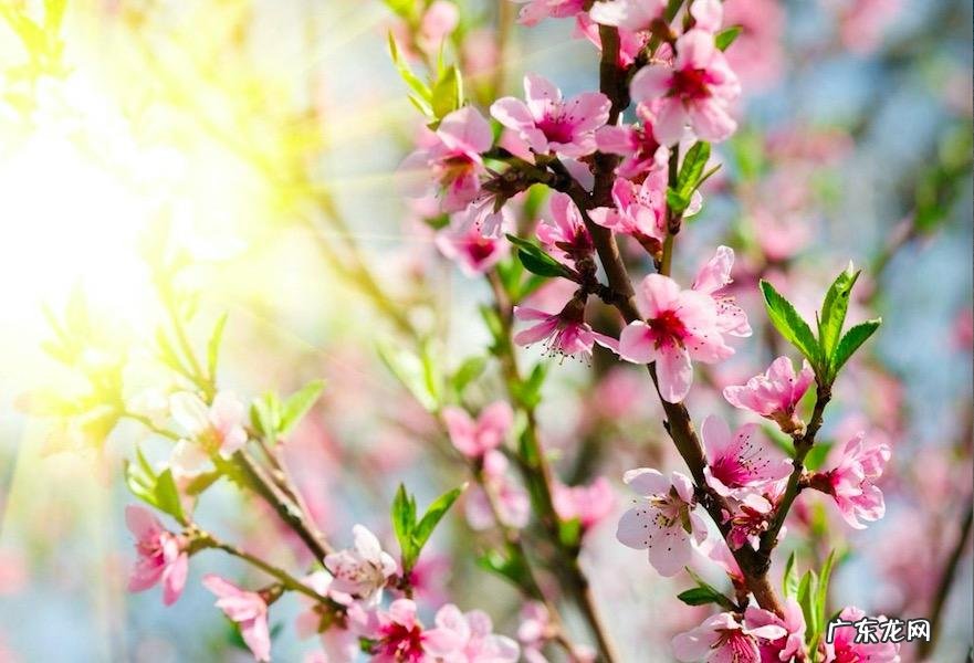 玄空风水催桃花 怎样催桃花九宫飞星