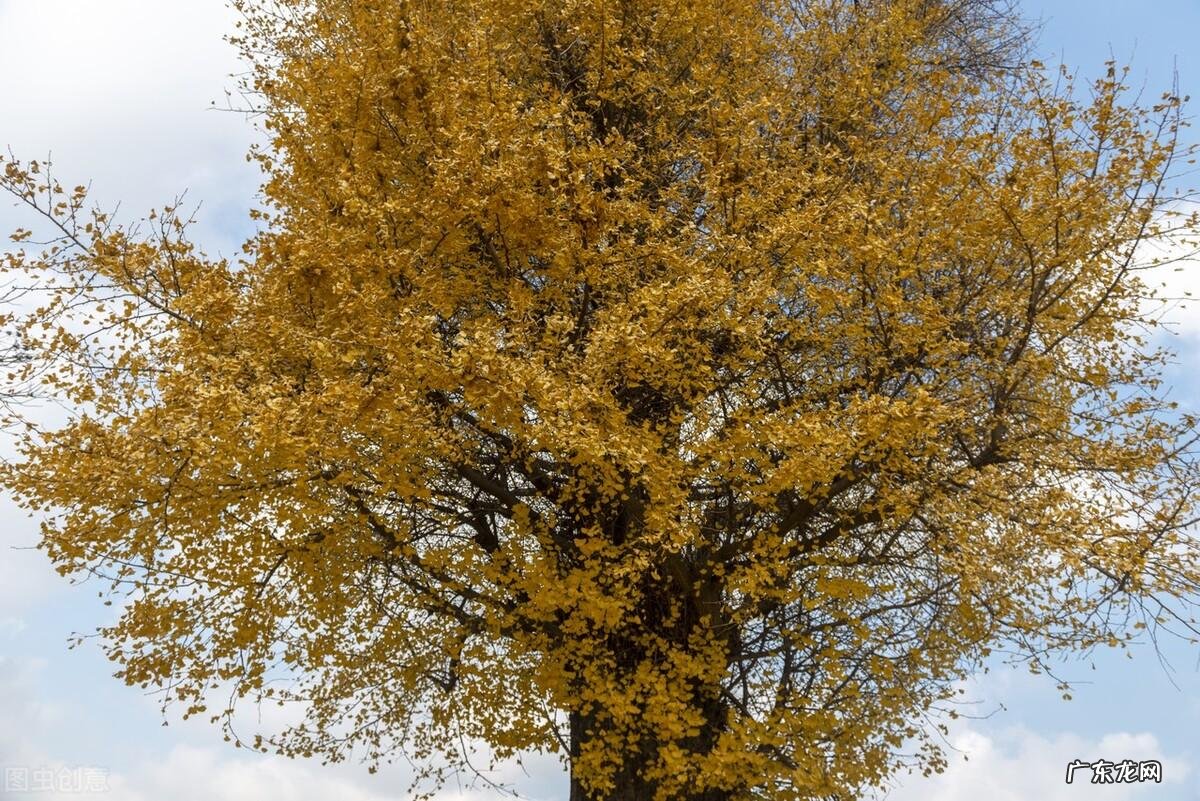 房子西南方适合种什么树 风水中西南方向不能种树吗