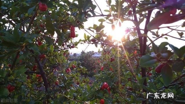 房子西南方适合种什么树 风水中西南方向不能种树吗