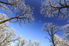 房子西南方适合种什么树 风水中西南方向不能种树吗
