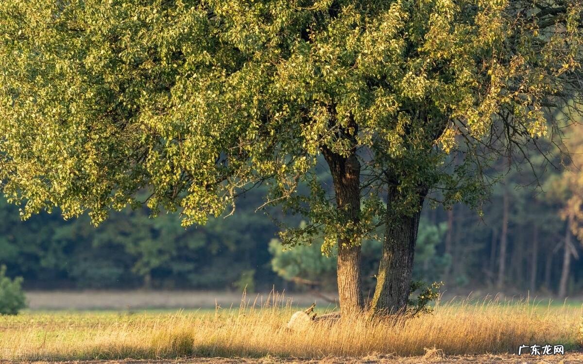 房子西南方适合种什么树 风水中西南方向不能种树吗
