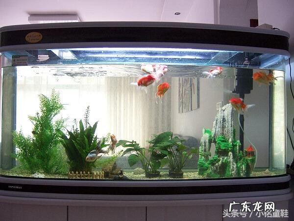 风水金鱼水的作用是什么