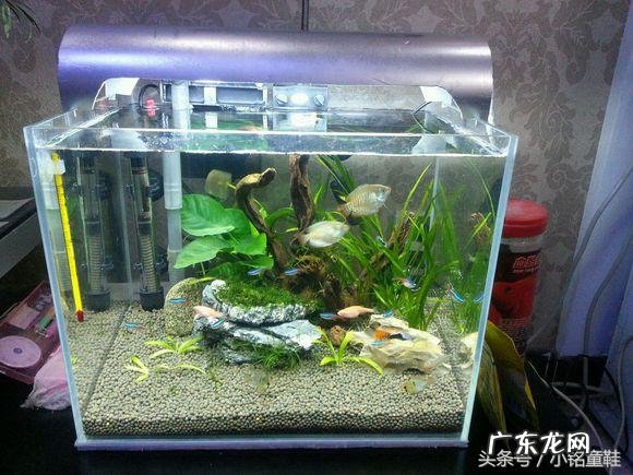 风水金鱼水的作用是什么