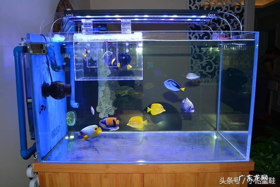 风水金鱼水的作用是什么