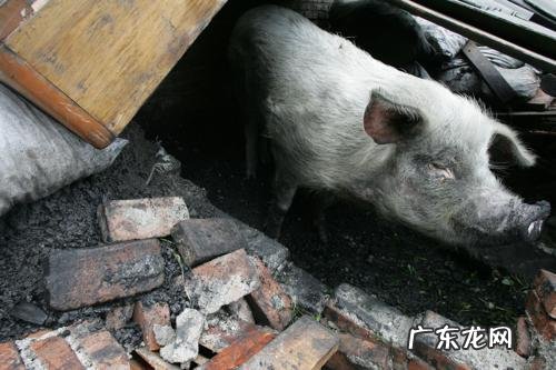 14岁“猪坚强” 14岁“猪坚强”因年老衰竭去世