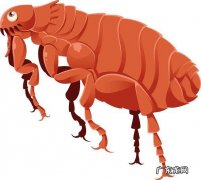 跳蚤咬人很规律 跳蚤咬人很规律