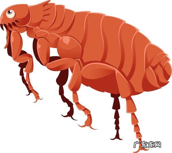 跳蚤咬人很规律 跳蚤咬人很规律
