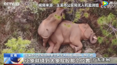 小象花式撒娇叫大 小象花式撒娇叫大象起床