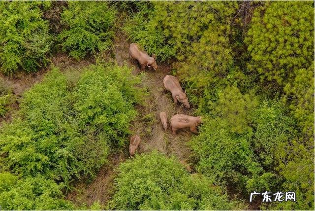 实拍云南象群雨中 实拍云南象群雨中“玩泥巴”