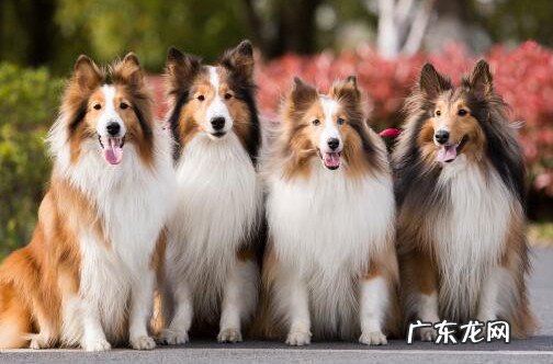 2021年养狗新 2021年养狗新规