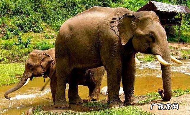 西双版纳大象报仇 西双版纳大象报仇事件
