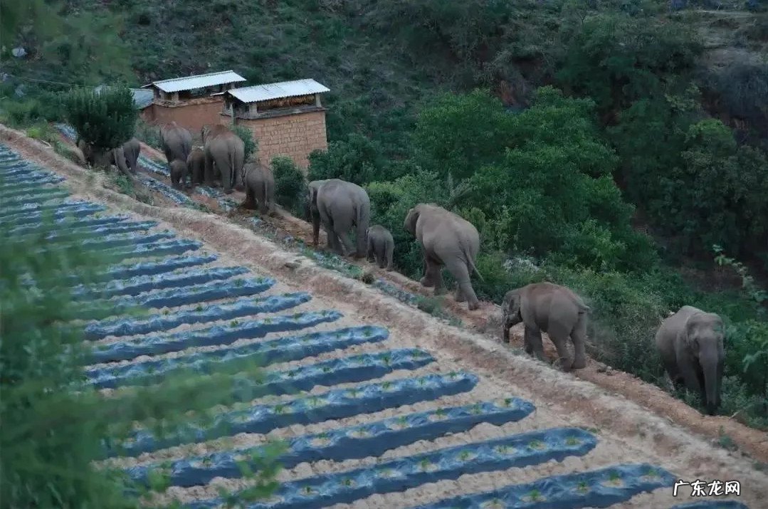 云南北迁象群走出 云南北迁象群走出“S”路线