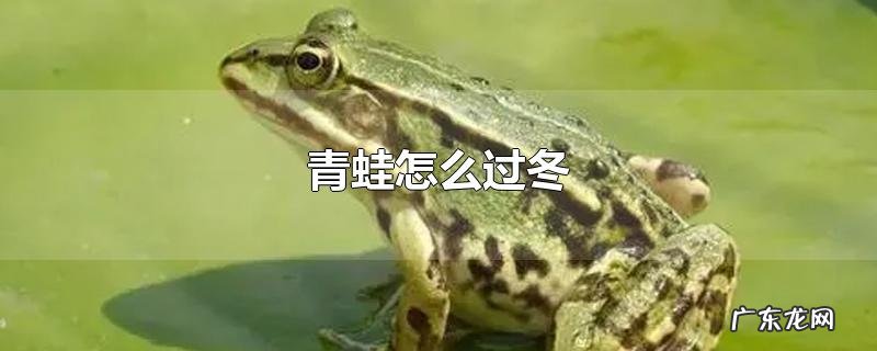 青蛙怎么过冬