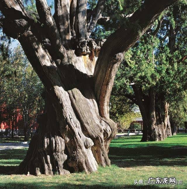高大的白杨树 白杨树的风水