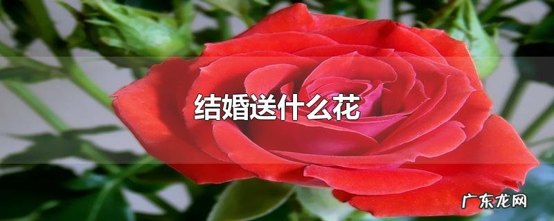 结婚送什么花