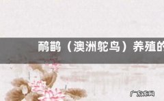 澳洲鸵鸟 鸸鹋养殖的注意事项，养殖空间尽可能大