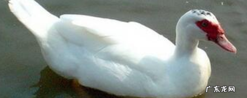 香醇雁价格多少一斤?附饲养管理方法