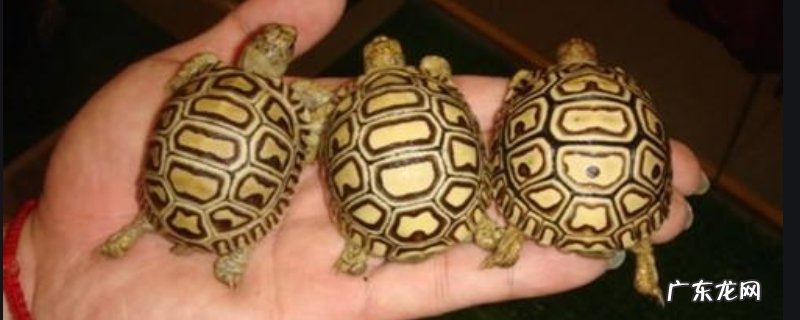 家养的豹龟吃什么草、菜作为龟粮?附繁殖与分布地区