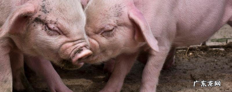 五号病 猪口蹄疫症状是什么，如何治疗