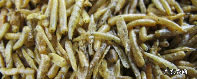 蝇蛆养殖技术有哪些呢？种蝇房可用旧房改造