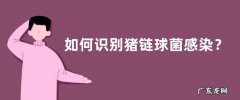 如何识别猪链球菌感染？防治方法和治疗方案是什么