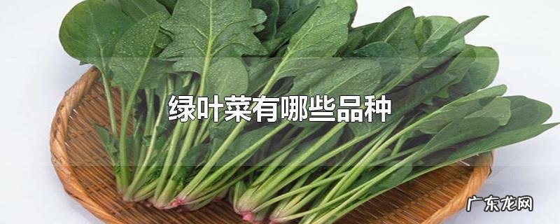 绿叶菜有哪些品种