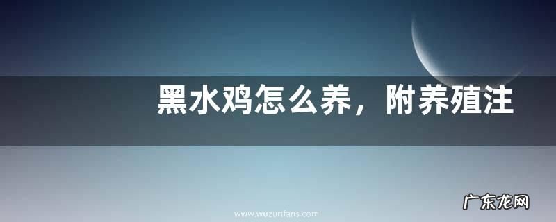 黑水鸡怎么养,附养殖注意事项