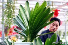 风水先生怎么看黄杨 室内种黄杨风水怎么样