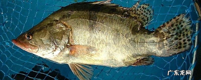 桂花鱼养殖条件，要有良好的饲养环境