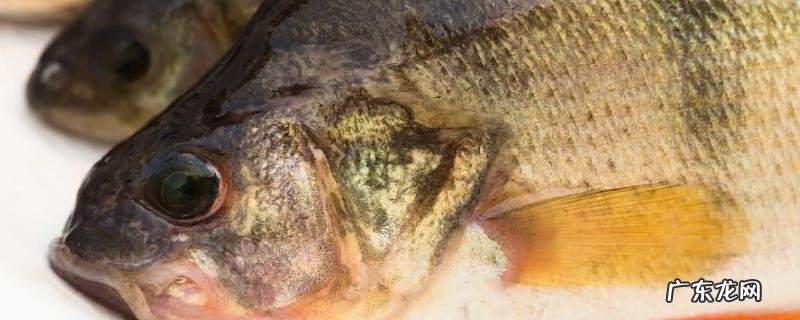 攀鲈鱼养殖全过程,鱼缸要配有缸盖