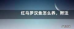 红马罗汉鱼怎么养，附注意事项