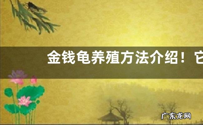 金钱龟养殖方法介绍!它是名贵的龟吗?