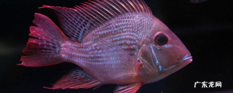 元宝鱼怎么养,附养殖要点