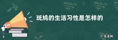 斑鸠的生活习性是怎样的？养殖注意事项有哪些