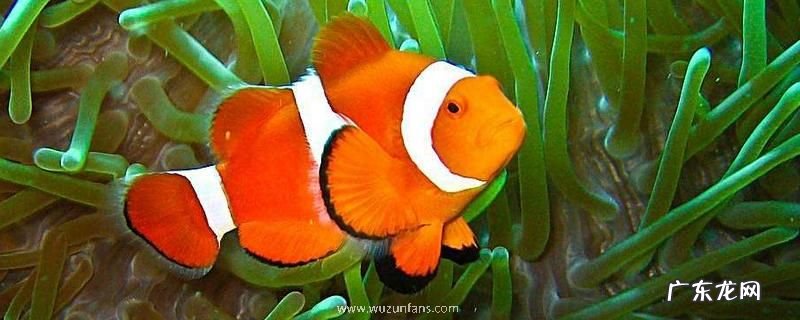 小丑鱼的特点是什么?好养吗
