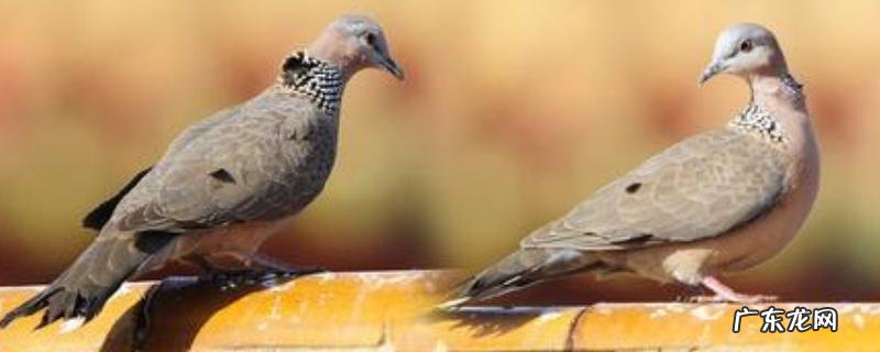 野鸽子和斑鸠的区别是什么?分类和包含关系均不同